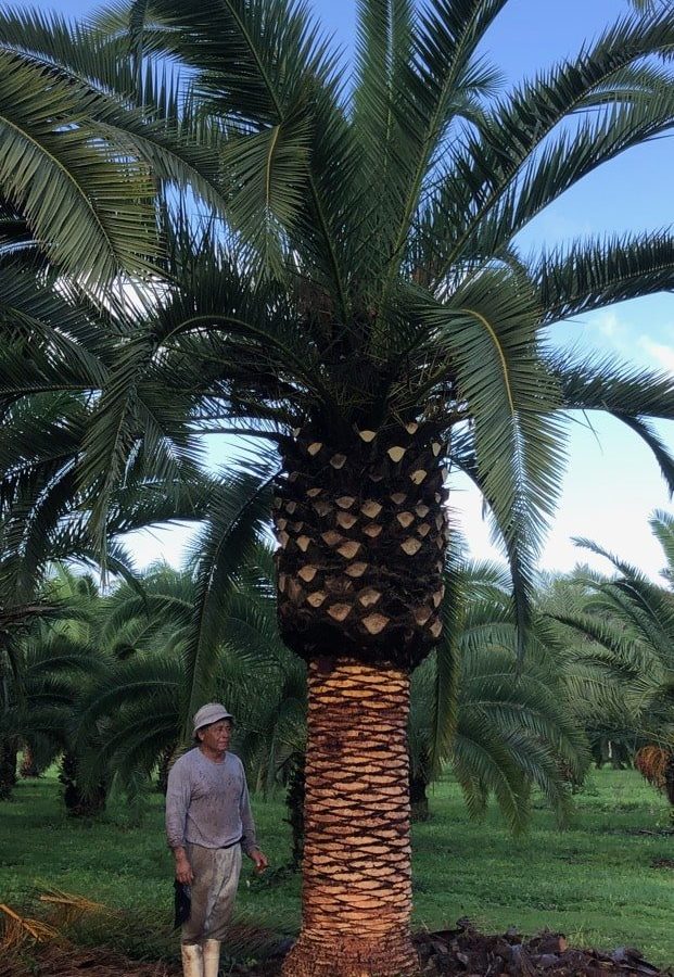 Canary Island Date Palm 01-IMG_7042