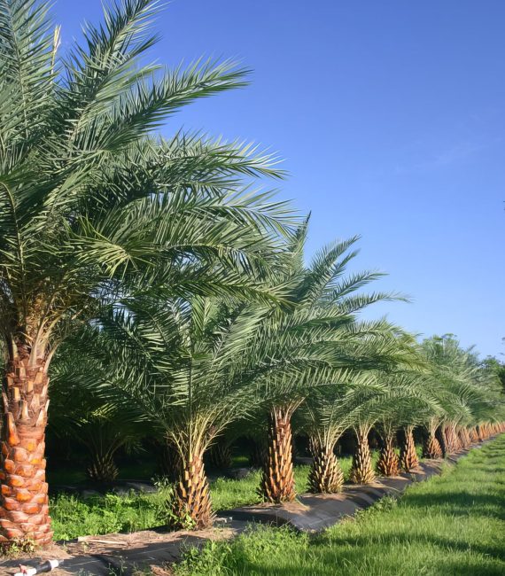 Sylvester Date Palm Tree 01-Phoenix_sylvestris_01-topaz-enhance-4x-min