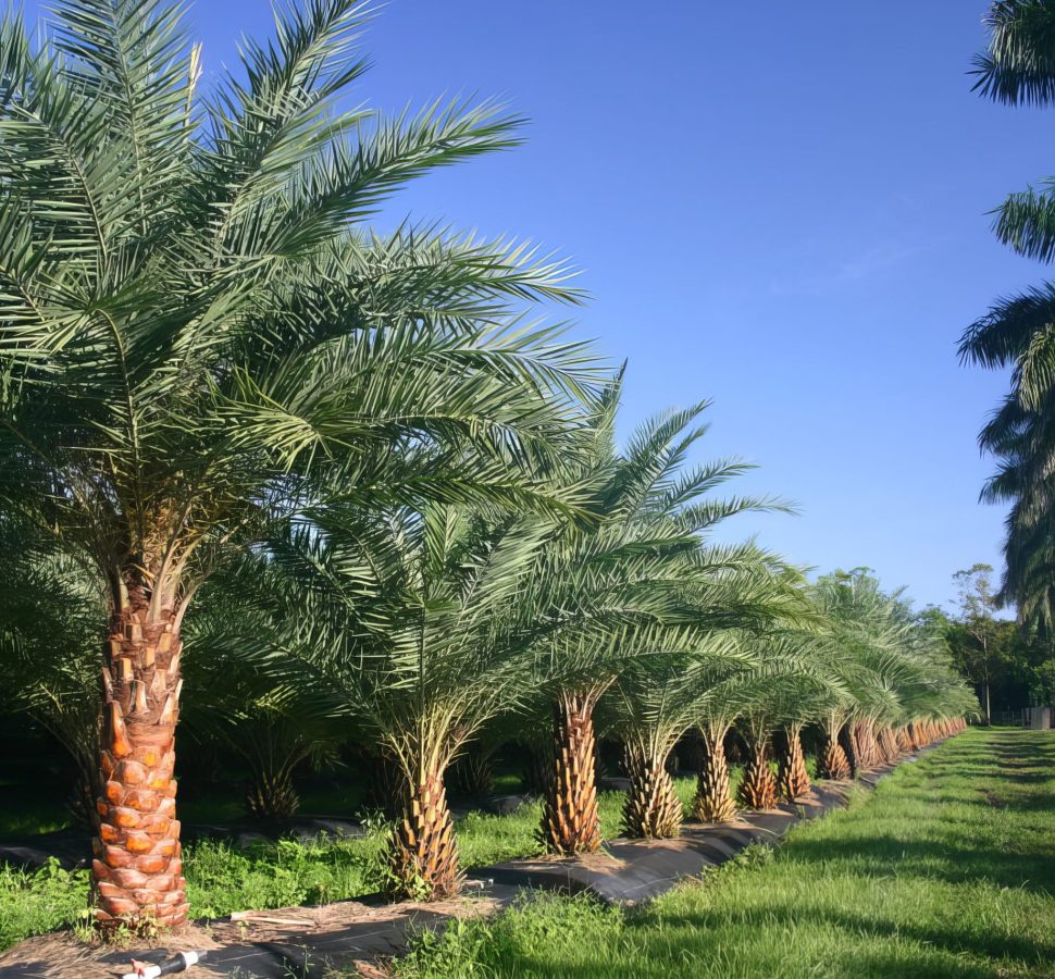 Sylvester Date Palm Tree 01-Phoenix_sylvestris_01-topaz-enhance-4x-min